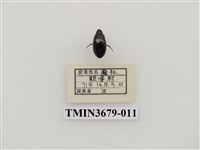 藏品(龍蝨、牙蟲)的圖片